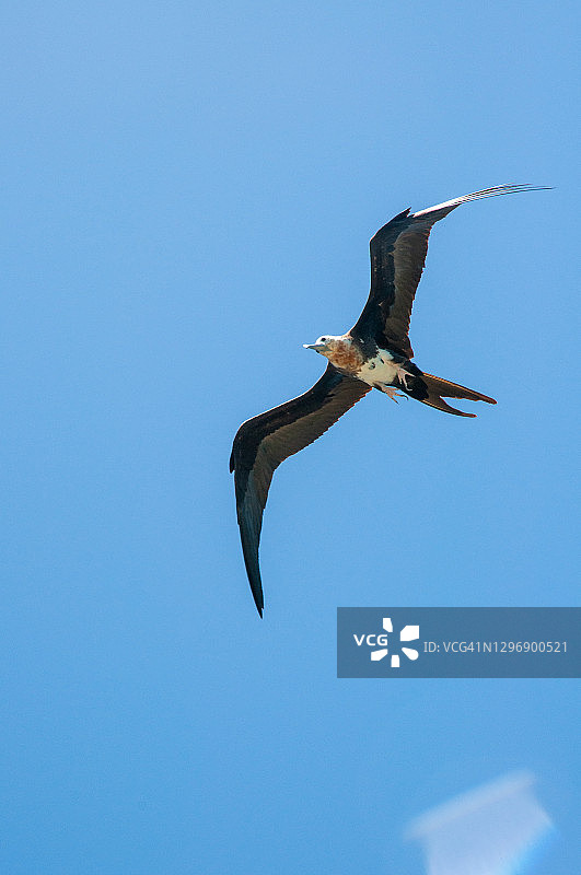 在塞舌尔阿里德岛蓝色晴空飞翔的大军舰鸟图片素材