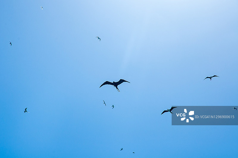 塞舌尔阿瑞德岛上空飞翔的军舰鸟群图片素材