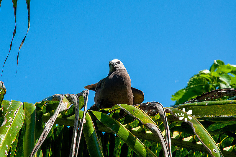 黑色玄燕鸥栖息在阿瑞德岛自然保护区的树枝上，塞舌尔图片素材