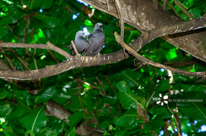 黑色玄燕鸥栖息在阿瑞德岛自然保护区的树枝上，塞舌尔图片素材