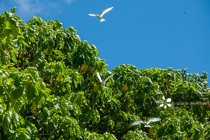 白玄鸥飞越树林图片素材