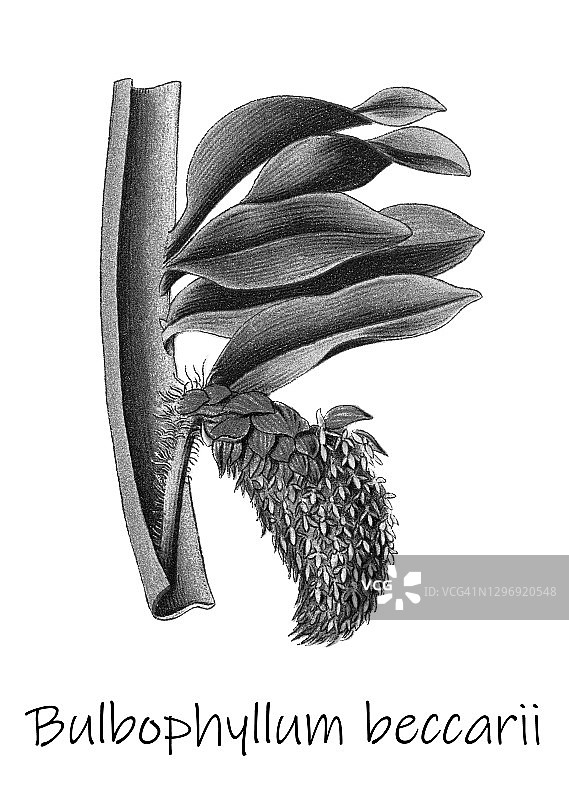 贝卡尔豆兰古老雕刻插图图片素材