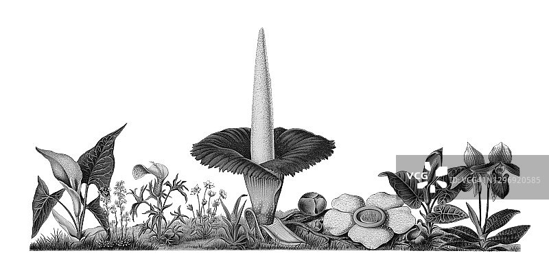 植物学古老雕刻插图：蝇和蜗牛花图片素材