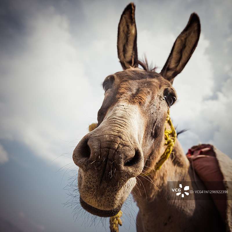 在伊朗西北部遇到一头好奇的驴图片素材