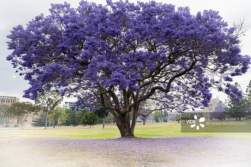 盛开的蓝花楹树图片素材