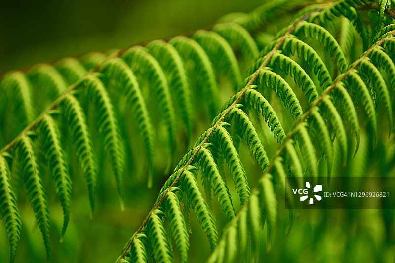 蕨类植物叶子特写图片素材