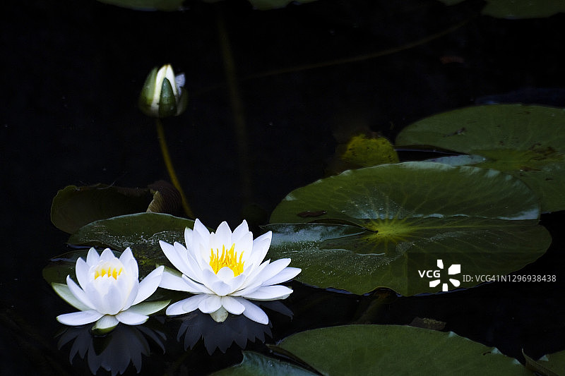 睡莲花图片素材