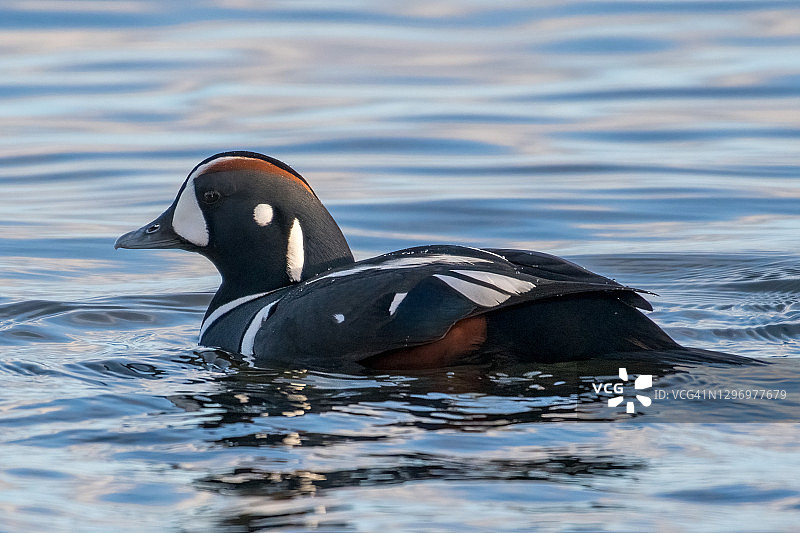 雄性丑鸭图片素材