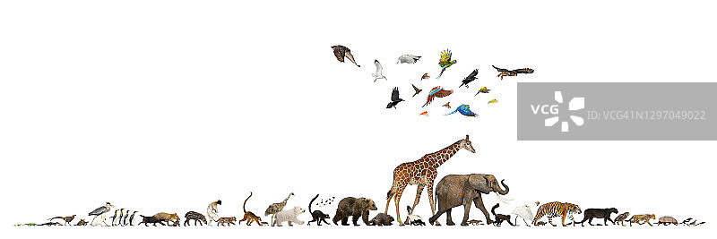 索马里长颈鹿图片素材