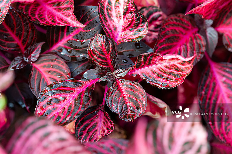 老来娇图片素材