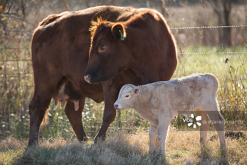 母牛和小牛图片素材
