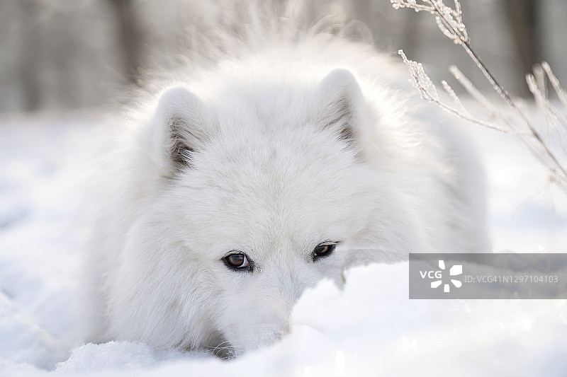 萨摩耶犬肖像图片素材