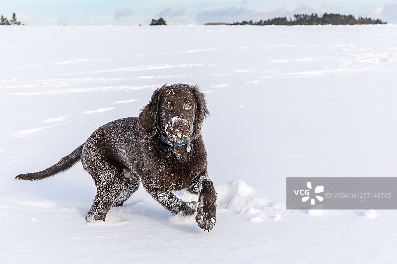 小狗在雪地里玩耍，棕色平毛猎犬在冬季的雪地里玩耍图片素材