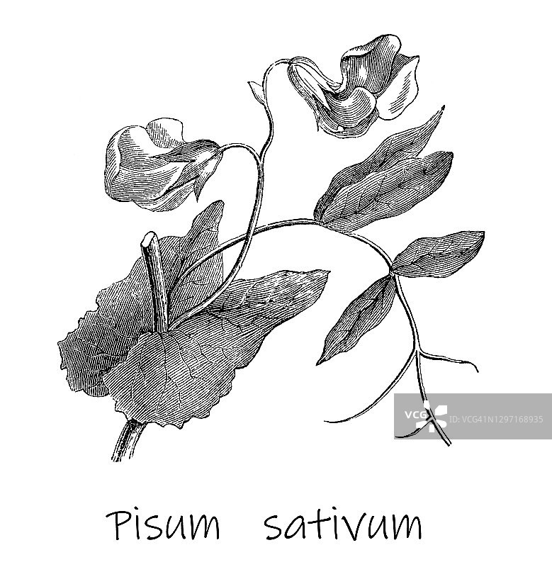 青豆复古雕刻插图图片素材