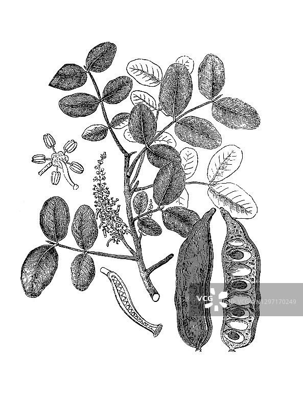 角豆树古老雕刻插图图片素材