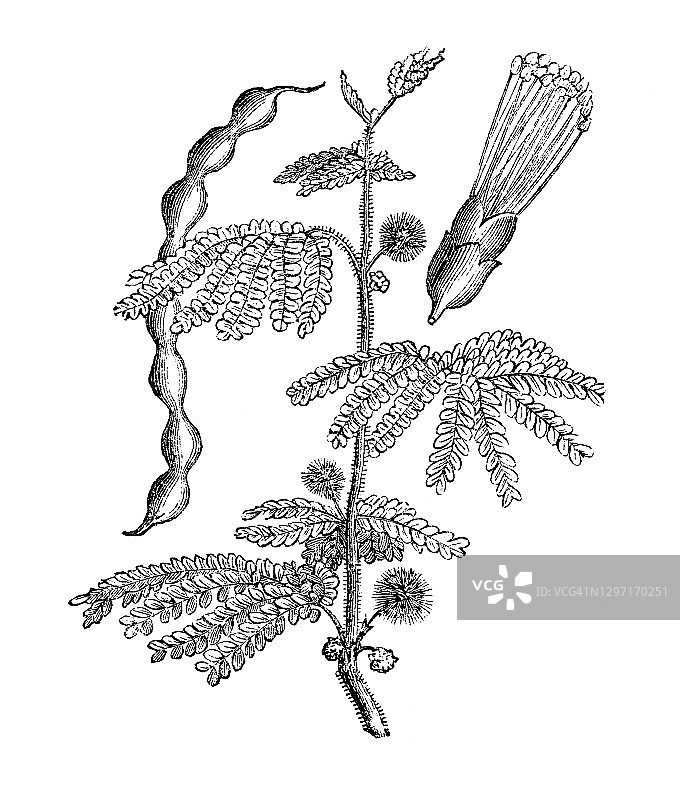 金合欢树老旧雕刻插画图片素材