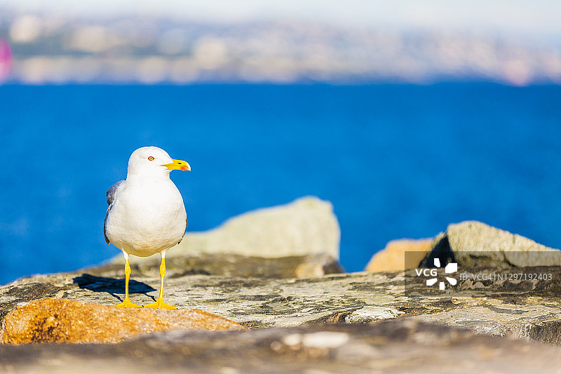 法国圣特罗佩海边岩石上的海鸥特写图片素材