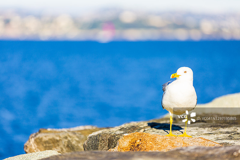 法国圣特罗佩海边岩石上的海鸥特写图片素材