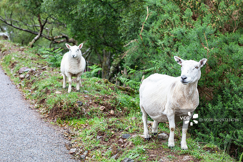 英国牛的库存图片图片素材