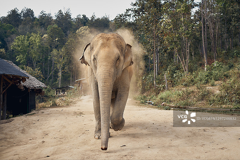 一头亚洲象朝镜头跑来图片素材