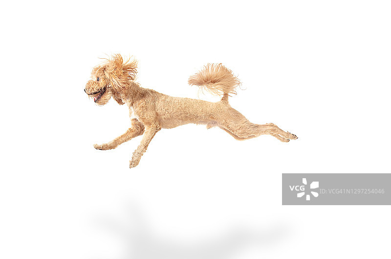 快乐的玛尔济斯犬在白色背景上跳跃图片素材