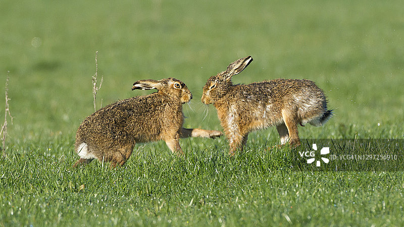 棕色野兔搏击图片素材