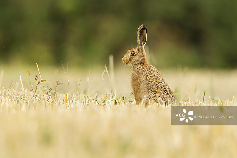 坐在茬地里的棕色野兔图片素材