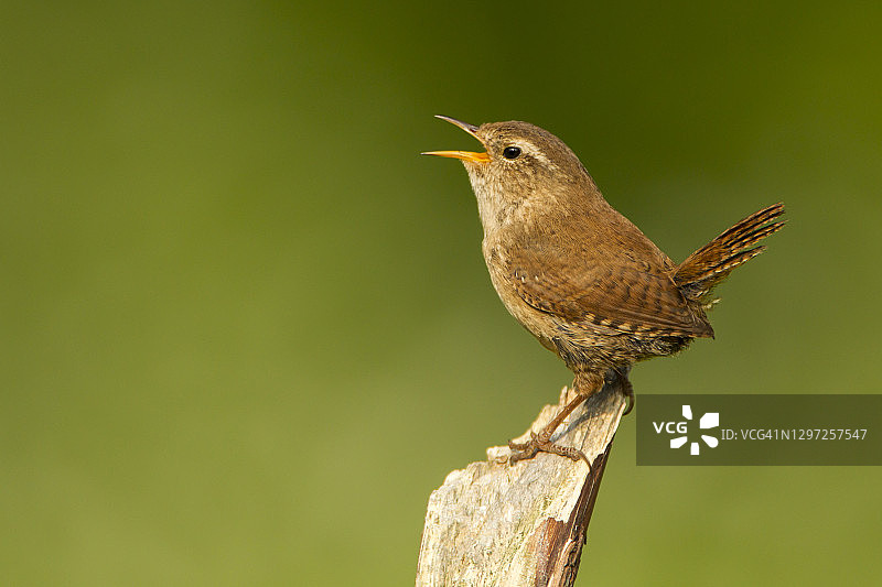歌唱的鹪鹩图片素材