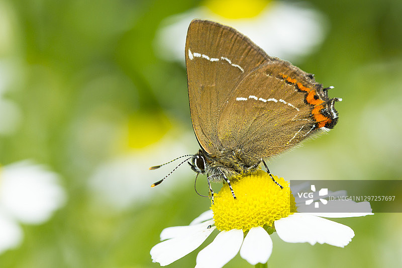 白字绿灰蝶以雏菊为食图片素材
