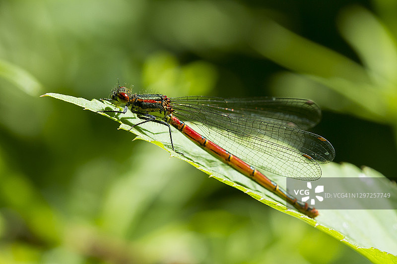 小型红色豆娘图片素材