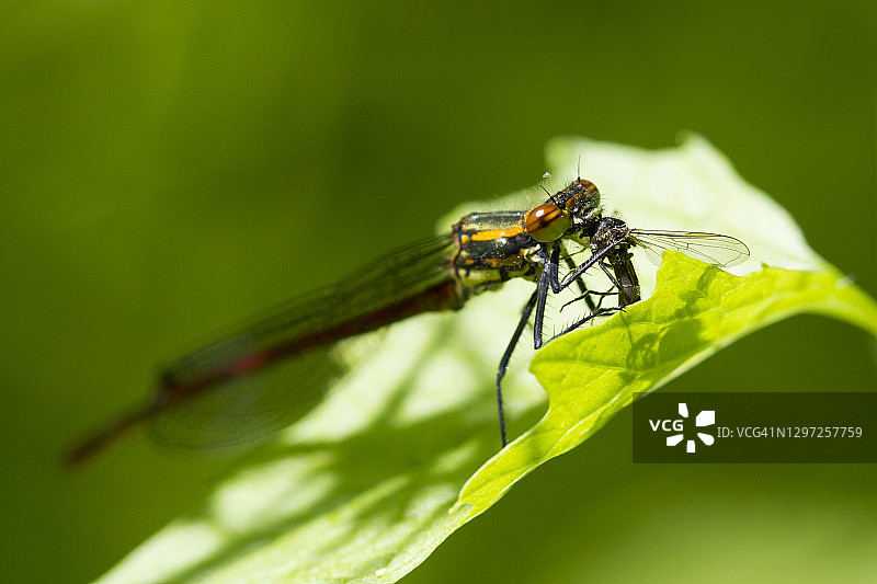 红色小豆娘捕食昆虫图片素材