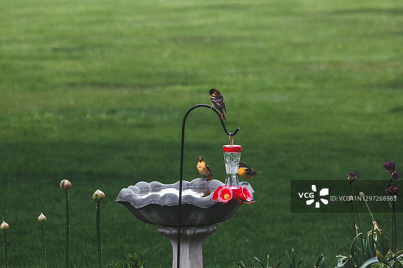 在鸟浴池和喂食器上的黄鹂鸟图片素材