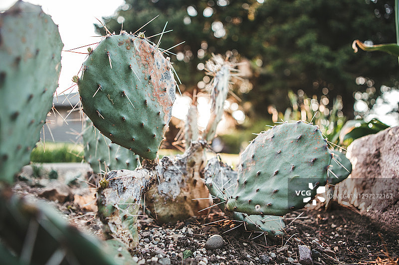 花园中生长的仙人掌图片素材
