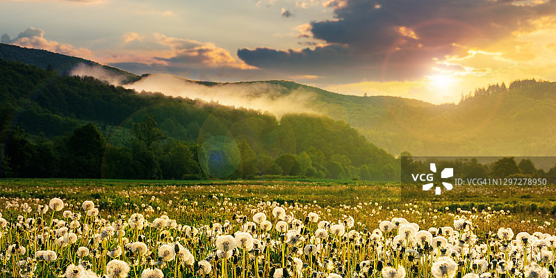 日落时分的乡村蒲公英田野图片素材