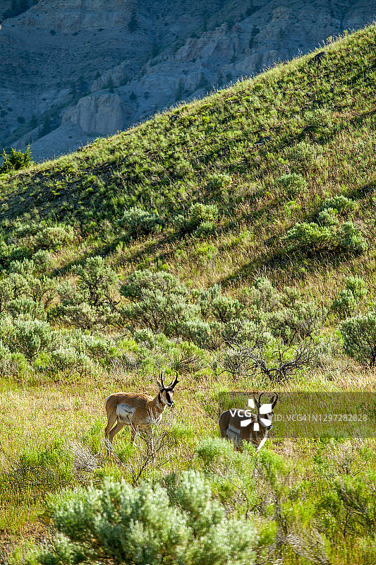 站在茂盛的田野里的美国羚羊与鼠尾草图片素材
