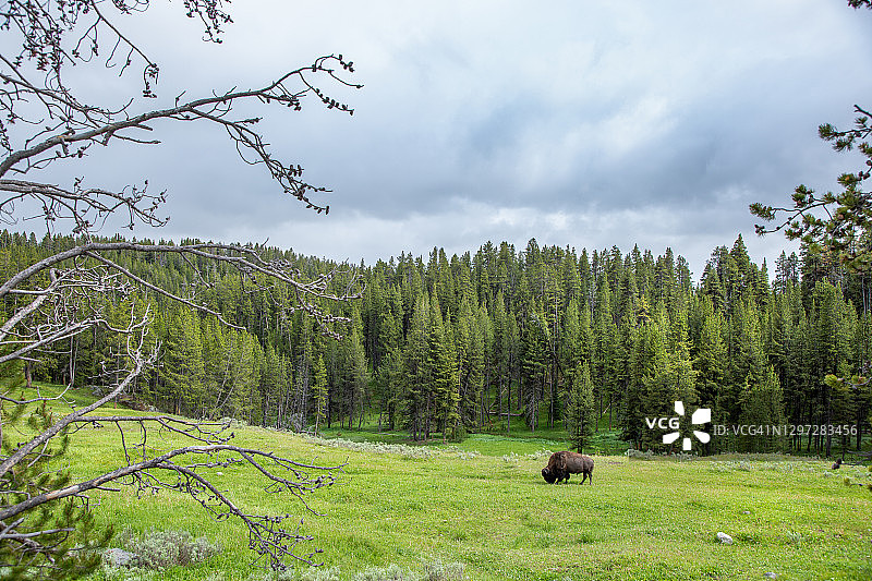 站在绿草地上的北美野牛图片素材