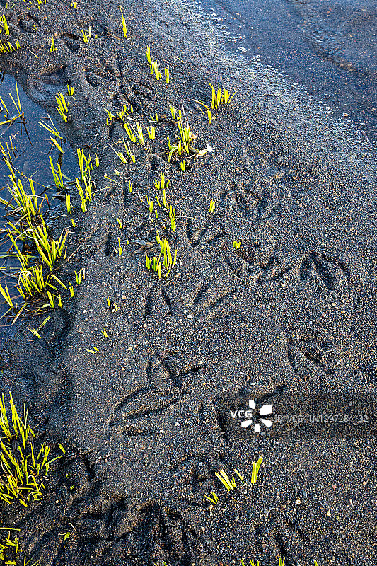 黄石湖沙滩上加拿大鹅的脚印特写图片素材