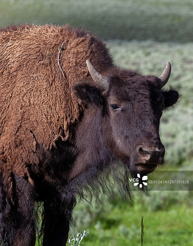 草地上的美国野牛图片素材