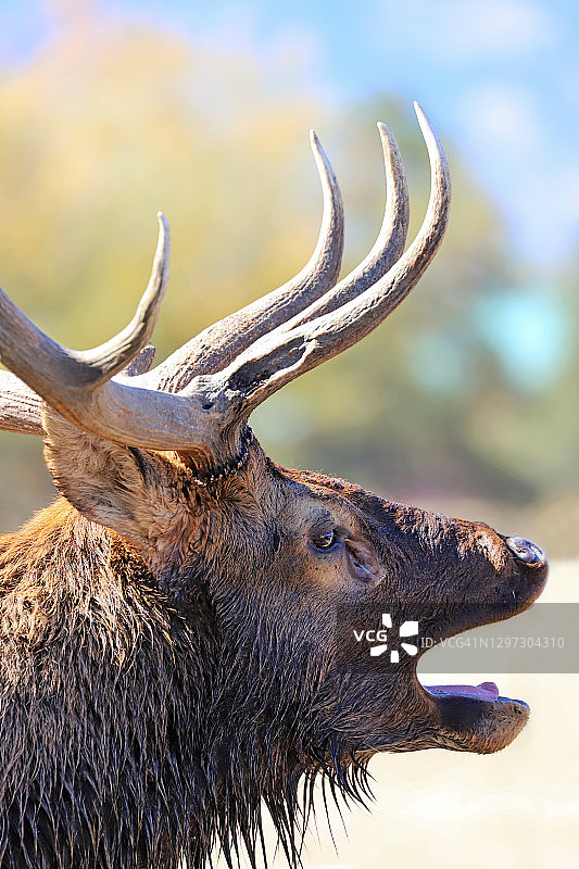 公麋鹿的鸣叫图片素材
