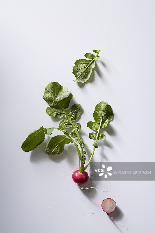 带叶萝卜图片素材