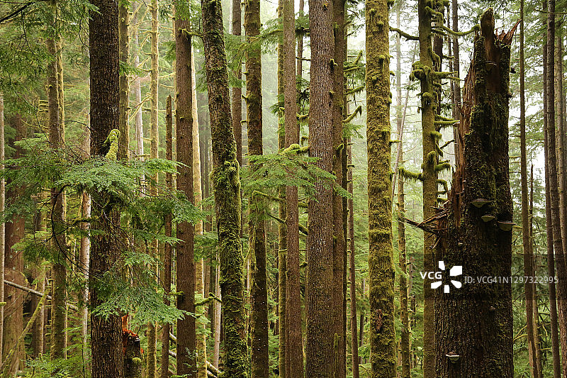 温哥华岛温带雨林图片素材