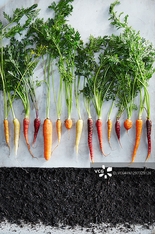各式胡萝卜图片素材