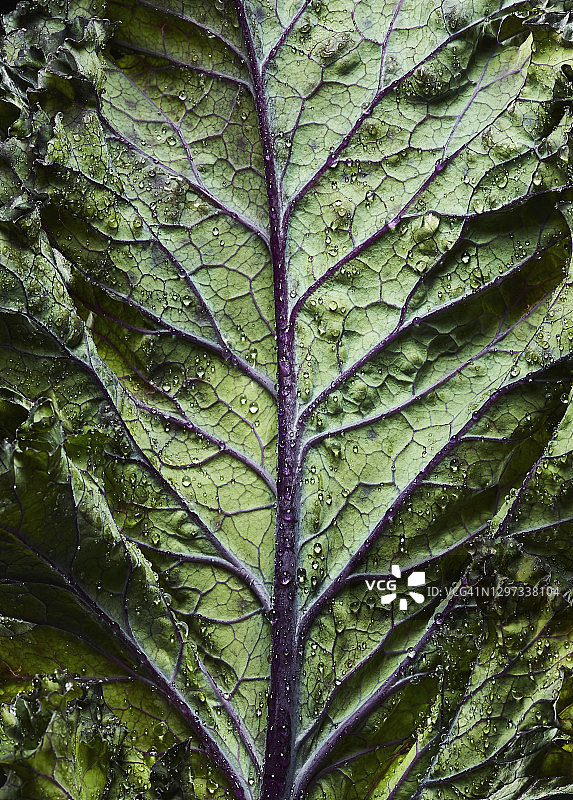 羽衣甘蓝叶图片素材