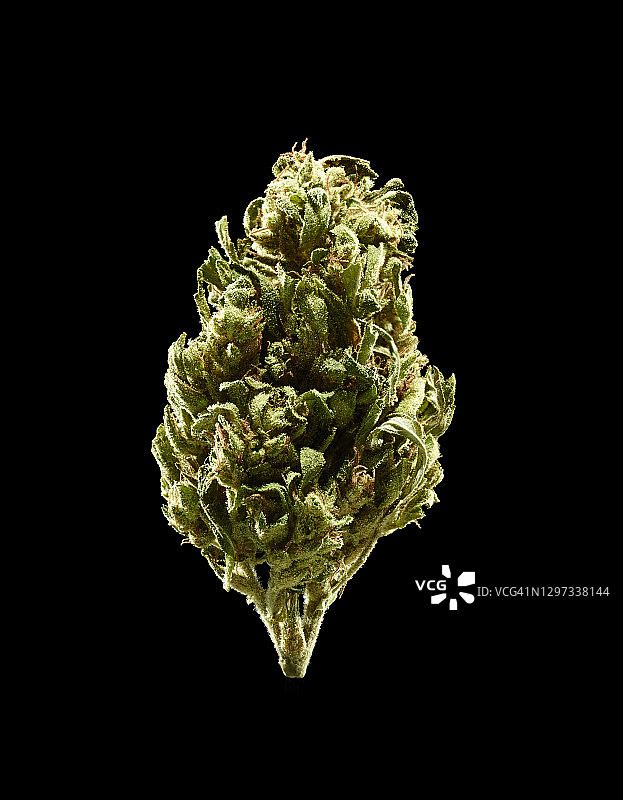 单朵大麻花图片素材