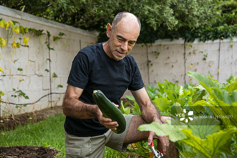 年长的白人男子在菜园收获西葫芦图片素材