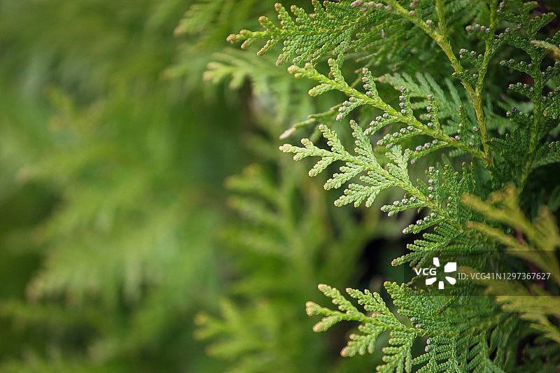 北美乔柏纹理图片素材