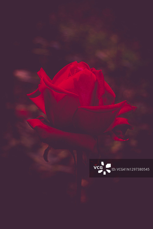 红玫瑰，花园图片素材