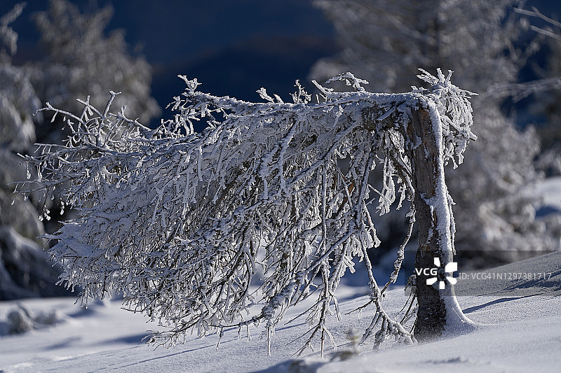 罗马尼亚特兰西瓦尼亚阿普塞尼山被大雪压断的树木的阴森冬季景象图片素材