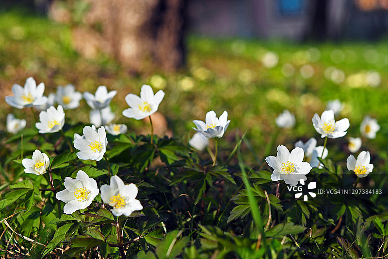 自然栖息地中的银莲花图片素材