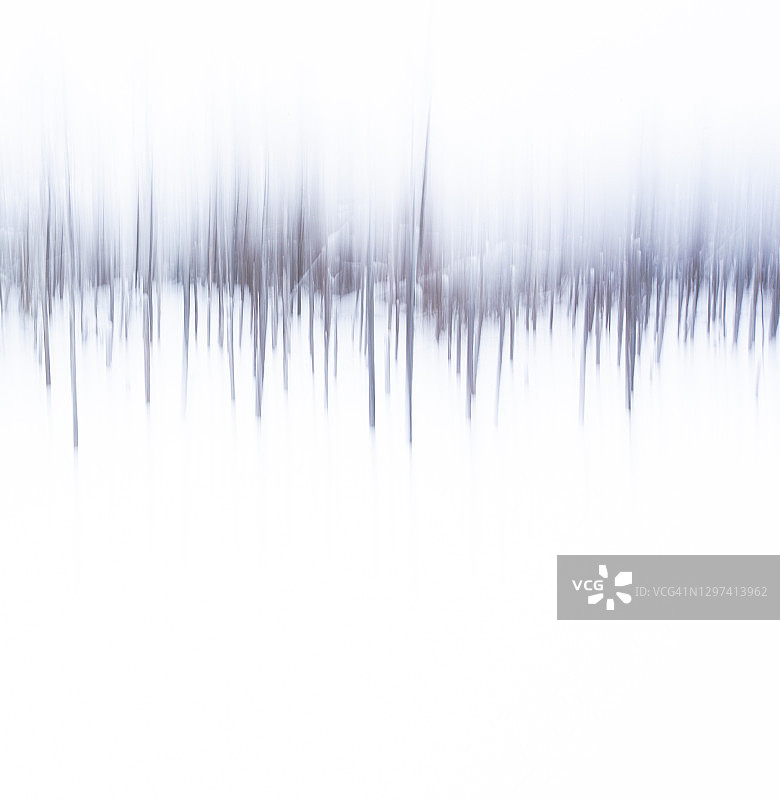 美瑛青池的树木图片素材